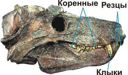 theromorpha differenciaciya zubov